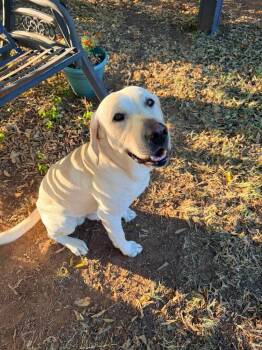Jack Ryan -  Labrador Retriever Dog for Adoption in Shawnee, Oklahoma - Jack Ryan | PetCurious