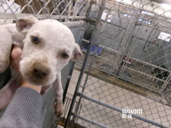 Rescue American Staffordshire Terrier Dogs for Adoption in Clovis, New Mexico - 86007 | PetCurious