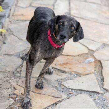 Mixed Breed Dogs Available for Adoption - Indica | PetCurious