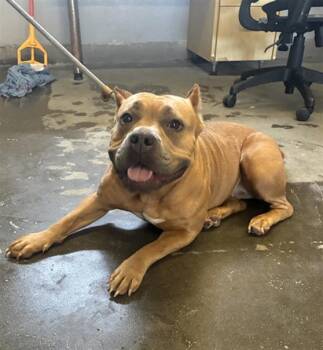 JEZEBEL -  Pit Bull Terrier and Mixed Breed Dog for Adoption in Camarillo, California - JEZEBEL | PetCurious
