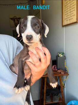 Bandit -  Mixed Breed Dog for Adoption in Stephens City, Virginia - Bandit | PetCurious