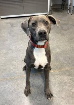 HARRIET -  American Bulldog and Mixed Breed Dog for Adoption in Brunswick, Georgia - HARRIET | PetCurious