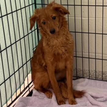 Mixed Breed Dogs Available for Adoption - Kimchi | PetCurious