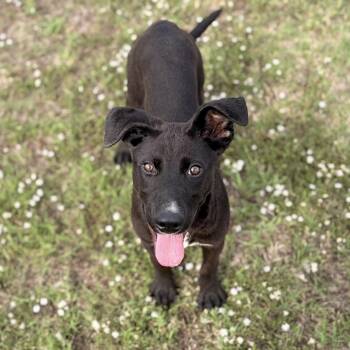 Bryan -  Terrier Dog for Adoption in Pilot Point, Texas - Bryan | PetCurious