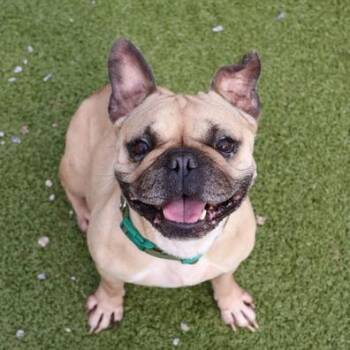 Mixed Breed Dogs Available for Adoption - Gordita | PetCurious