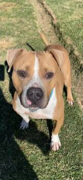 Mixed Breed Dogs Available for Adoption - Milton | PetCurious