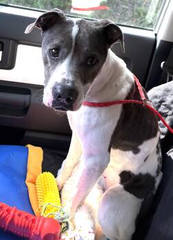 Sasha -  Terrier Dog for Adoption in Mount Airy, North Carolina - Sasha | PetCurious