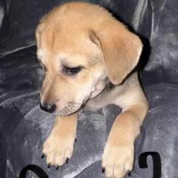 Pit Bull Terrier and Australian Cattle Dog Blue Heeler Dogs Available for Adoption in Weatherford, Texas - PUPPY GIRL 2 | PetCurious