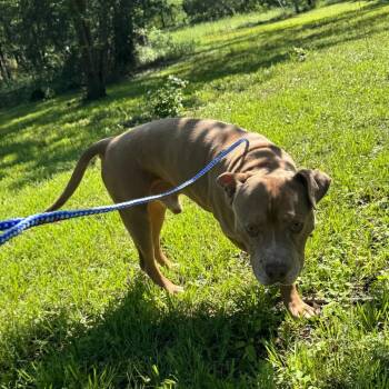 Allee -  Pit Bull Terrier Dog for Adoption in Austin, Texas - Allee | PetCurious