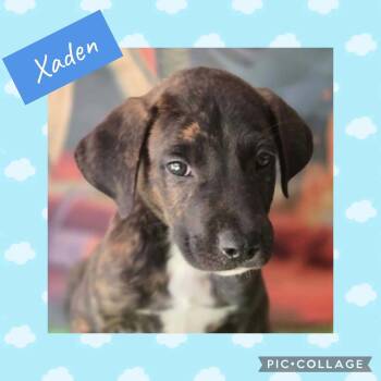 Xaden -  Labrador Retriever Dog for Adoption in Ringwood, New Jersey - Xaden | PetCurious