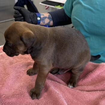 Mixed Breed Dogs Available for Adoption - Porky | PetCurious