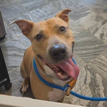 Sadie -  Terrier Dog for Adoption in Clearwater, Florida - Sadie | PetCurious