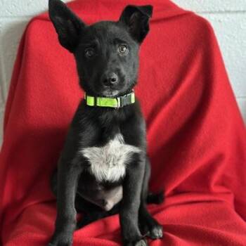 Labrador Retriever Dogs Available for Adoption in Red Bluff, California - Lloyd | PetCurious