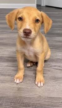 Soul -  Labrador Retriever and Hound Dog for Adoption in Colorado Springs, Colorado - Soul | PetCurious