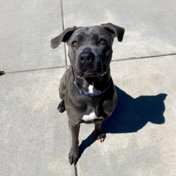 Mixed Breed Dogs Available for Adoption in Cheyenne, Wyoming - Brandy | PetCurious