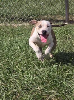 pit mix -  Pit Bull Terrier Dog for Adoption in Humble, Texas - Pit Mix | PetCurious
