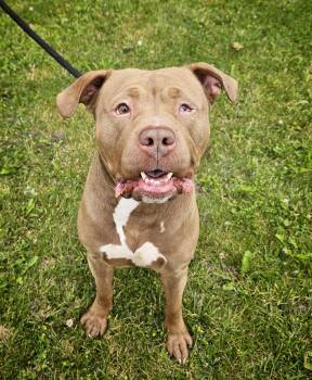 Teach -  Pit Bull Terrier Dog for Adoption in Bay City, Michigan - Teach | PetCurious