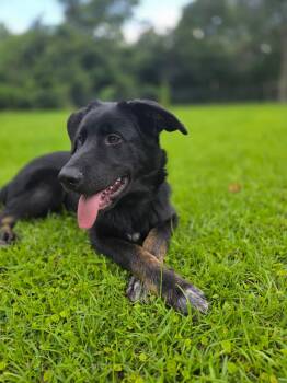 Roscoe -  Labrador Retriever Dog for Adoption in Manhasset, New York - Roscoe | PetCurious