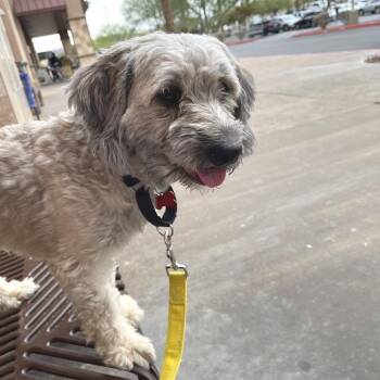 Boogie 54742 -  Terrier and Mixed Breed Dog for Adoption in Las Vegas, Nevada - Boogie 54742 | PetCurious