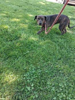 Nala -  Basset Hound Dog for Adoption in Vaudreuil-dorion, Quebec - Nala | PetCurious