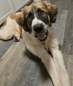 George -  Great Pyrenees Dog for Adoption in Kiowa, Oklahoma - George | PetCurious