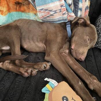 CT Baldwin -  Labrador Retriever and Mixed Breed Dog for Adoption in Stormville, New York - CT Baldwin | PetCurious