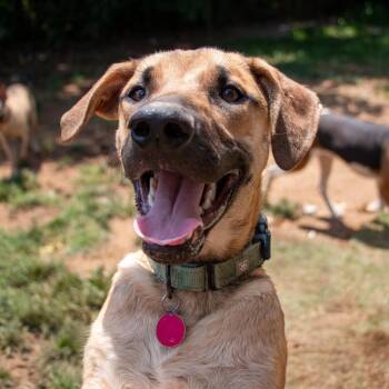 Asher Lee- The Watch Dog -  Labrador Retriever Dog for Adoption in Houston, Texas - Asher Lee- The Watch Dog | PetCurious