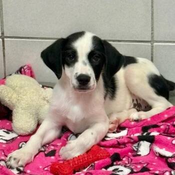 Nitro -  Mixed Breed Dog for Adoption in Westhampton, New York - Nitro | PetCurious