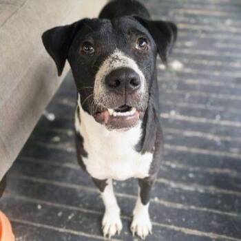 Remy -  Hound and Mixed Breed Dog for Adoption in East Hanover, New Jersey - Remy | PetCurious