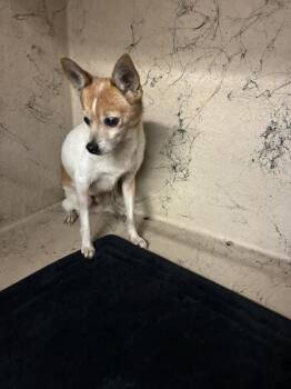 Mickey -  Chihuahua and Terrier Dog for Adoption in Gainesville, Florida - Mickey | PetCurious