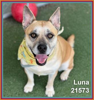 LUNA (see also BERU) -  Shepherd and Labrador Retriever Dog for Adoption in Marietta, Georgia - LUNA (see Also BERU) | PetCurious