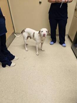 RUBIX -  American Bulldog and Catahoula Leopard Dog Dog for Adoption in Clyde, North Carolina - RUBIX | PetCurious