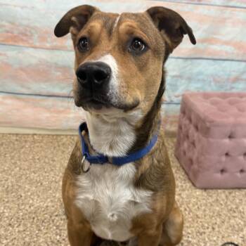 Rescue Shepherd Dogs for Adoption in Cheyenne, Wyoming - Meeko | PetCurious