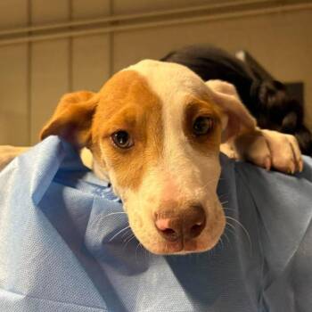 Han -  Mixed Breed Dog for Adoption in Huntington, West Virginia - Han | PetCurious