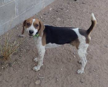 Rescue Beagle Dogs for Adoption in Tucson, Arizona - Jake | PetCurious