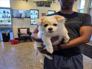 Pekingese and Mixed Breed Dogs Available for Adoption in Tracy, California - A047293 | PetCurious