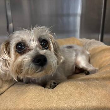 Dexter D26-131 -  Yorkshire Terrier Dog for Adoption in Lebanon, Tennessee - Dexter D26-131 | PetCurious