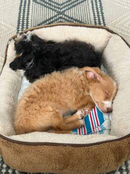 Chihuahua Dogs Available for Adoption in Surrey, British Columbia - OLLIE AND OLIVIA  | PetCurious