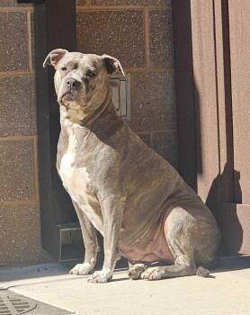 Blueberry -  Mixed Breed Dog for Adoption in Raleigh, North Carolina - Blueberry | PetCurious