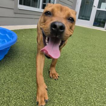 Mindy -  Hound Dog for Adoption in Greensboro, North Carolina - Mindy | PetCurious