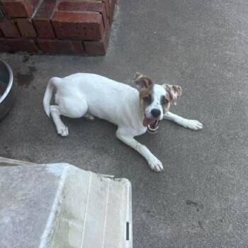 Cricket - FOSTER NEEDED -  Jack Russell Terrier Dog for Adoption - Cricket - FOSTER NEEDED | PetCurious
