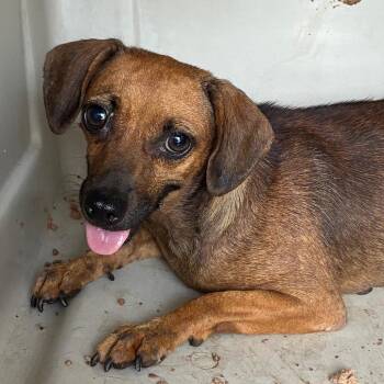 Sandy -  Terrier and Mixed Breed Dog for Adoption in Montgomery, Alabama - Sandy | PetCurious