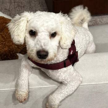 Whimzee -  Poodle and Mixed Breed Dog for Adoption in Wake Forest, North Carolina - Whimzee | PetCurious