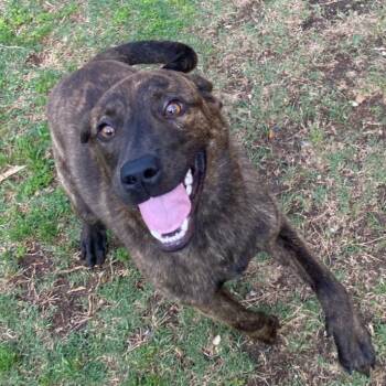 Bonnie -  Labrador Retriever Dog Available for Adoption in Alexandria, Louisiana - Bonnie | PetCurious