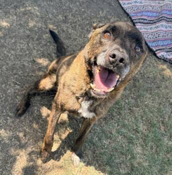 Sir Snaggle -  American Staffordshire Terrier and Dutch Shepherd Dog for Adoption in Tulare, California - Sir Snaggle | PetCurious