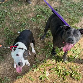 Rudy -  Mixed Breed Dog for Adoption in Hendersonville, North Carolina - Rudy | PetCurious