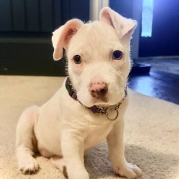 Cairn Terrier and Pit Bull Terrier Dogs Available for Adoption in Tyrone, Georgia - Blanca 05-2638 | PetCurious