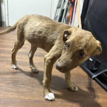Hunny -  Mixed Breed Dog for Adoption in Milton, Florida - Hunny | PetCurious