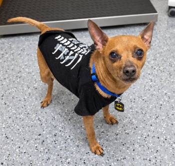 Jack -  Chihuahua and Miniature Pinscher Dog for Adoption in Cheboygan, Michigan - Jack | PetCurious