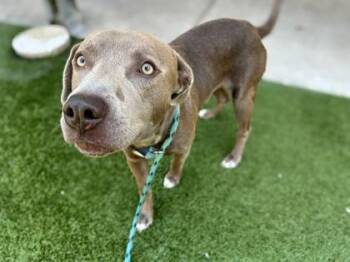 Milo -  Weimaraner and Mixed Breed Dog for Adoption in Gainesville, Florida - Milo | PetCurious